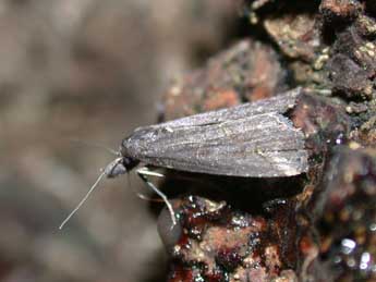 Schrankia costaestrigalis Stph. adulte - ©Philippe Mothiron