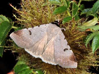 Lygephila craccae D. & S. adulte - ©Philippe Mothiron