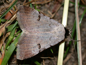 Lygephila craccae D. & S. adulte - Philippe Mothiron