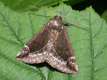 Hypena crassalis F. adulte - ©Philippe Mothiron