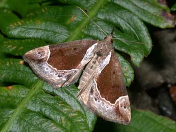 Hypena crassalis F. adulte - ©Philippe Mothiron