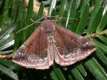 Hypena crassalis F. adulte - ©Philippe Mothiron