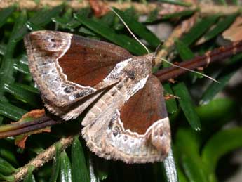 Hypena crassalis F. adulte - ©Philippe Mothiron