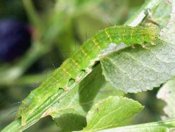  Chenille de Hypena crassalis F. - Serge Wambeke