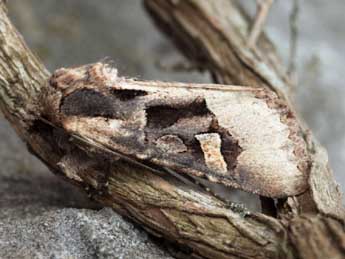 Trigonophora crassicornis Obth. adulte - Daniel Morel