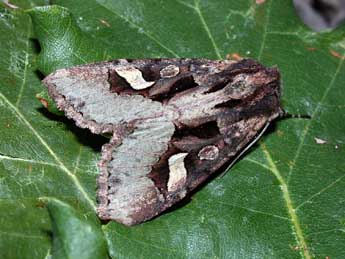 Trigonophora crassicornis Obth. adulte - Philippe Mothiron