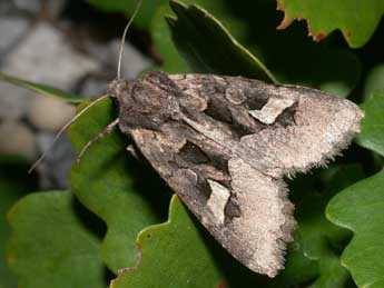 Trigonophora crassicornis Obth. adulte - Philippe Mothiron