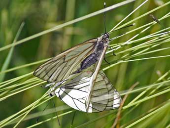 Aporia crataegi L. adulte - ©Claude de Saint-Etienne