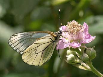 Aporia crataegi L. adulte - Claude de Saint-Etienne