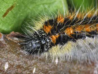  Chenille de Aporia crataegi L. - ©Philippe Mothiron