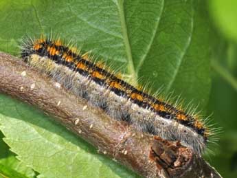  Chenille de Aporia crataegi L. - ©Philippe Mothiron