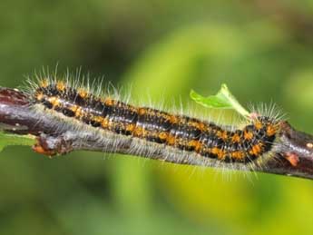  Chenille de Aporia crataegi L. - ©Philippe Mothiron