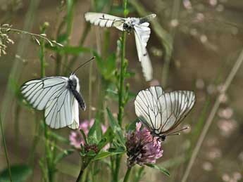 Aporia crataegi L. adulte - ©Claude de Saint-Etienne