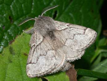 Trichiura crataegi L. adulte - Philippe Mothiron