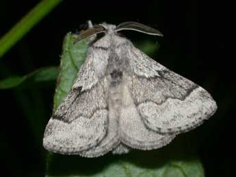 Trichiura crataegi L. adulte - Philippe Mothiron