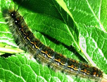  Chenille de Trichiura crataegi L. - ©Philippe Mothiron