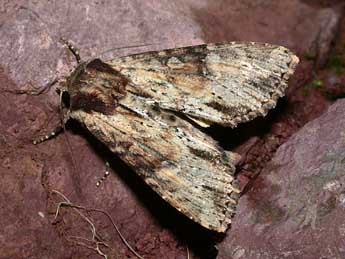 Apamea crenata Hfn. adulte - Philippe Mothiron