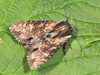 Apamea crenata Hfn. adulte - ©Philippe Mothiron