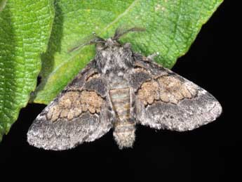 Gluphisia crenata Esp. adulte - Philippe Mothiron