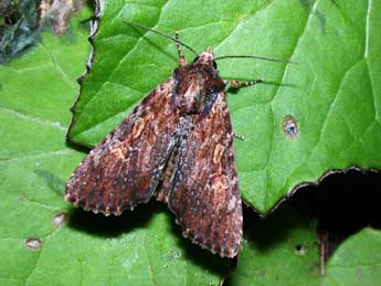 Apamea crenata Hfn. adulte - ©Philippe Mothiron