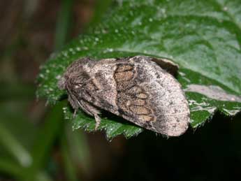 Gluphisia crenata Esp. adulte - Philippe Mothiron