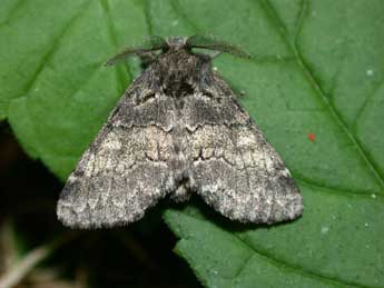 Gluphisia crenata Esp. adulte - Philippe Mothiron