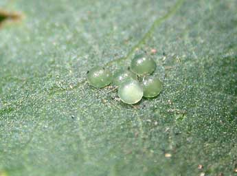  Oeuf de Gluphisia crenata Esp. - ©Philippe Mothiron