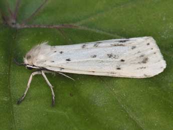 Coscinia cribraria L. adulte - Daniel Morel