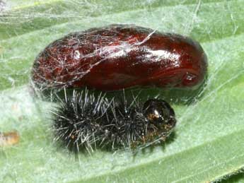  Chrysalide de Coscinia cribraria L. - ©Lionel Taurand