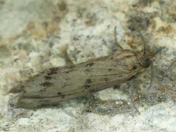 Coscinia cribraria L. adulte - ©Daniel Morel