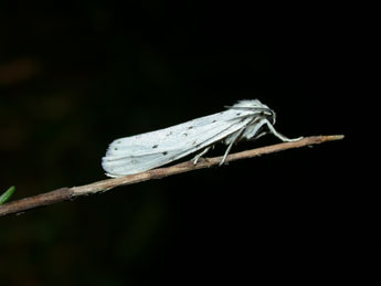 Coscinia cribraria L. adulte - ©Philippe Mothiron