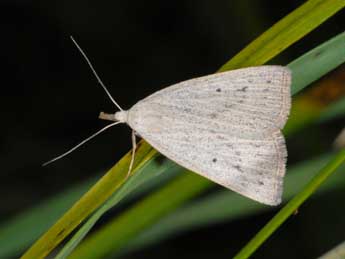 Macrochilo cribrumalis Hb. adulte - ©Alexis Borges