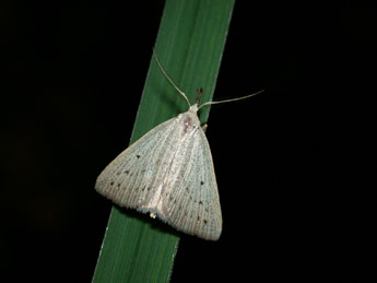 Macrochilo cribrumalis Hb. adulte - Philippe Mothiron