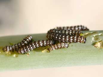  Chenille de Brithys crini F. - ©Daniel Morel