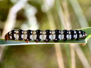  Chenille de Brithys crini F. - ©Daniel Morel