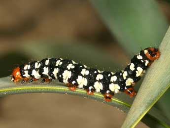  Chenille de Brithys crini F. - ©Daniel Morel