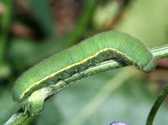  Chenille de Colias crocea Frc. - Serge Wambeke