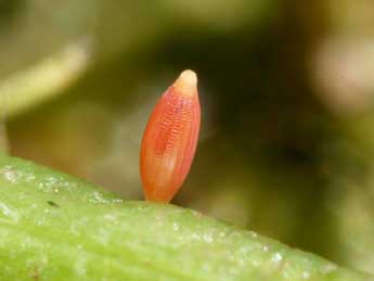  Oeuf de Colias crocea Frc. - Serge Wambeke