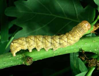  Chenille de Jodia croceago D. & S. - ©Philippe Mothiron