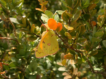 Colias crocea Frc. adulte - ©Philippe Mothiron