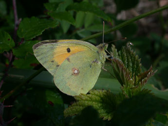 Colias crocea Frc. adulte - ©Philippe Mothiron