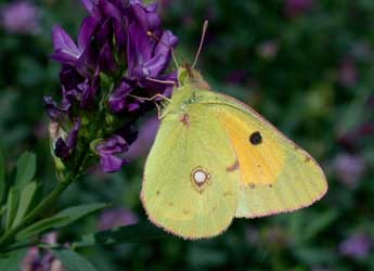 Colias crocea Frc. adulte - ©Philippe Mothiron