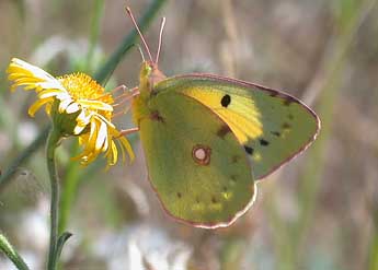 Colias crocea Frc. adulte - ©Philippe Mothiron