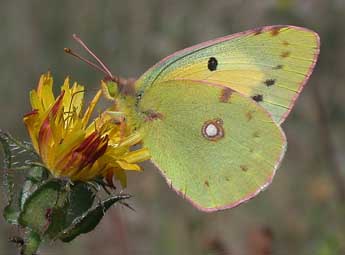 Colias crocea Frc. adulte - ©Philippe Mothiron