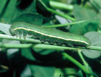  Chenille de Colias crocea Frc. - Philippe Mothiron