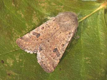 Orthosia cruda D. & S. adulte - Philippe Mothiron