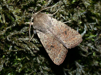 Orthosia cruda D. & S. adulte - ©Philippe Mothiron