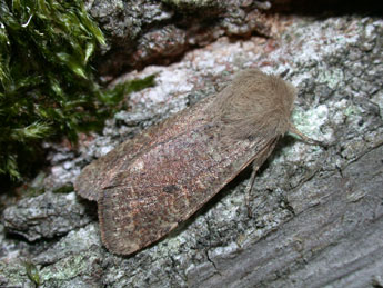 Orthosia cruda D. & S. adulte - ©Philippe Mothiron