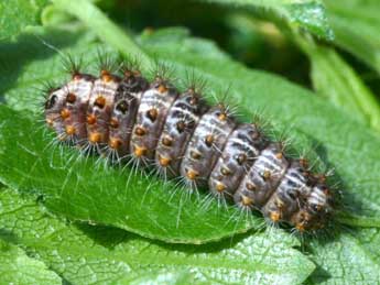  Chenille de Nola cucullatella L. - ©Serge Wambeke