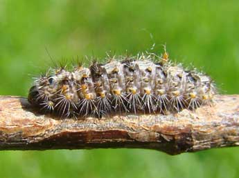  Chenille de Nola cucullatella L. - ©Brigitte Seys